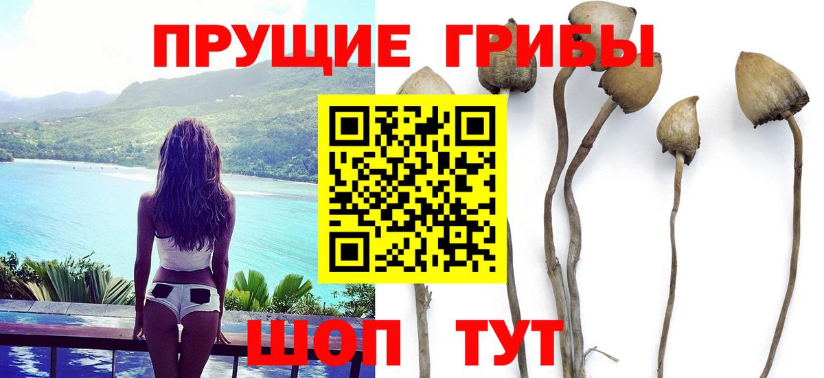 Павловский Посад  Галлюциногенные грибы Psilocybine cubensis  Вход с VPN 